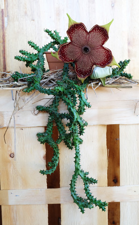 flowering succulent edithcolea grandisの写真素材