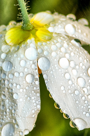 upside-down white flower drenched in raindropsの写真素材