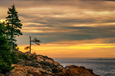 battered trees on coastline of Acadia National Park in Maine at sunriseの写真素材
