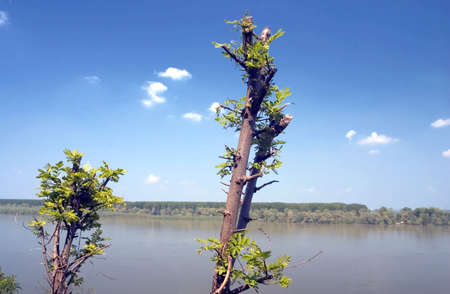 riverside with trees and blue sky