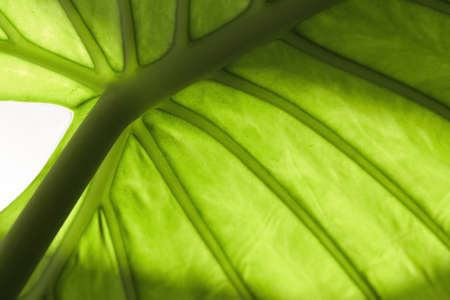green  foliate