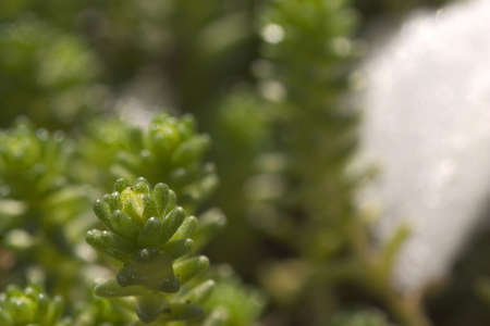 macro of plant with iceの写真素材