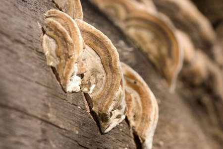 macro of mushrooms on the wood