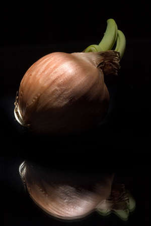 beauty onionの写真素材