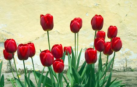 beauty red flowersの写真素材