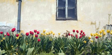 flowers and old yellow wallの写真素材