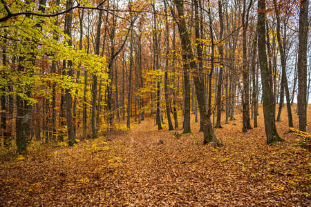 Autumn forestの写真素材