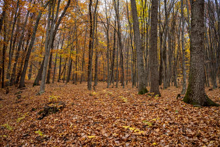 Autumn forestの写真素材