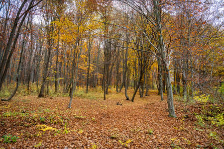 Autumn forestの写真素材