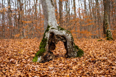 Special treeの写真素材