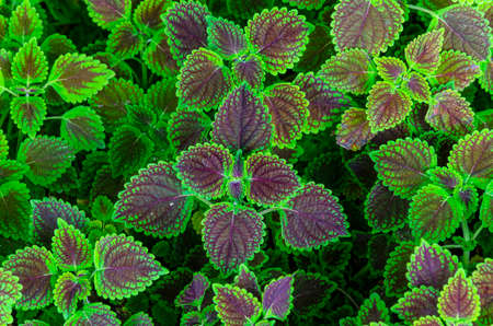 Interesting leafsの写真素材