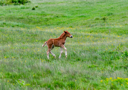 Foal running on a meadowの写真素材