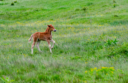Foal running on a meadowの写真素材