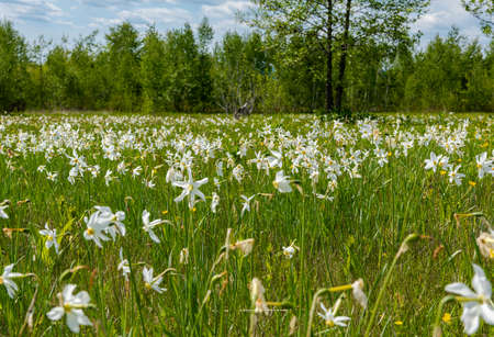 Daffodil meadow, a natural reservation in Romaniaの写真素材