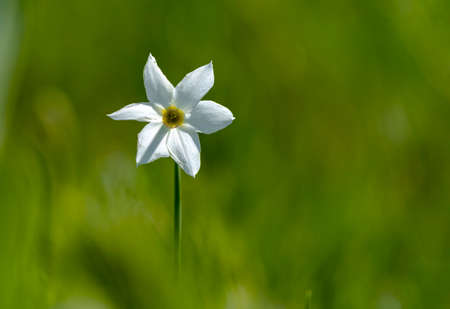 Daffodil meadow, a natural reservation in Romaniaの写真素材