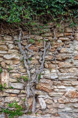 Old stone wall with ivy growing on it. Natural background.の写真素材
