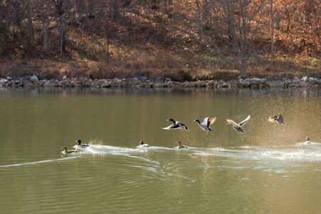Wild Mallards taking flight at Smith Mountain Lake Virginiaの写真素材