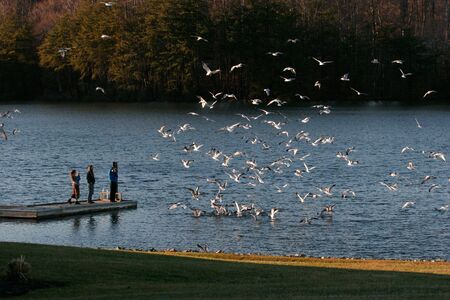Photographer capturing seagulls at Smith Mountain Lake Virginiaの写真素材