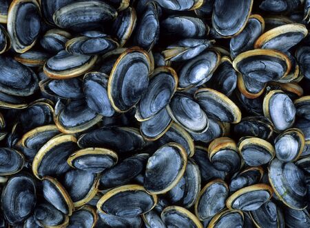 Fresh Steamer Clams ready to be steamedの写真素材