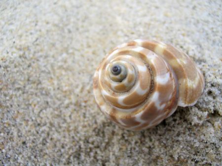 Beige and white sea shell on a sand beach