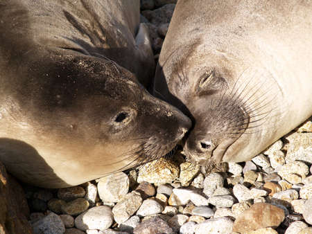 Harbor Seals Point Reyes Nationa Seashoreの写真素材