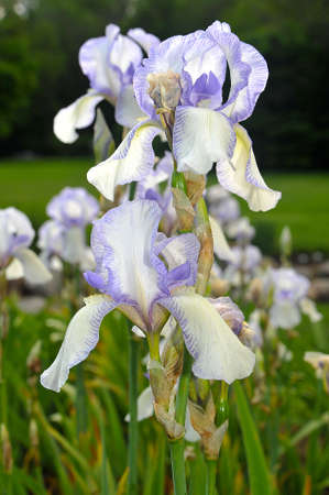 Violet and White Irisの写真素材