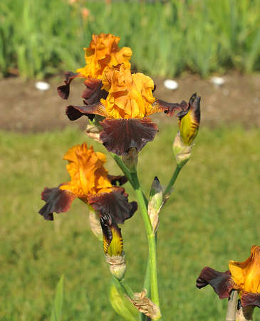 Orange Irisの写真素材