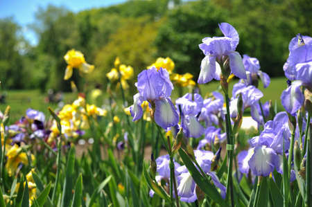Irisesの写真素材