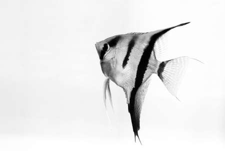 Aquarium fish on white backgroundの写真素材