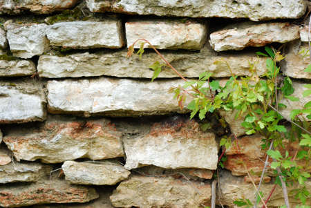 Ivy on wallの写真素材