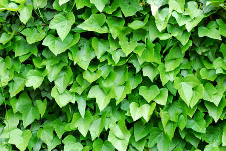 ivy
