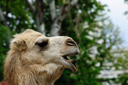 Camel Portraitの写真素材