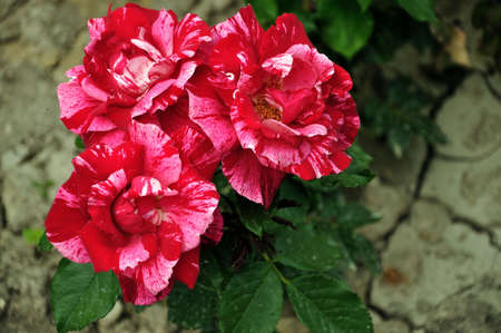 Red rose on the flowerbedの写真素材