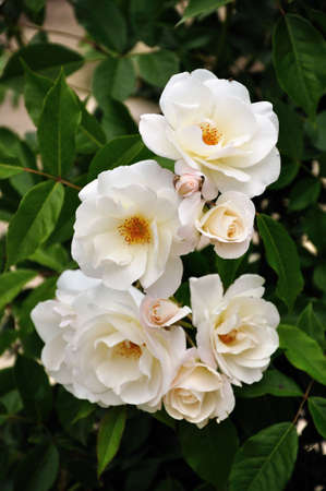 Roses on lime green background with very shallow focusの写真素材