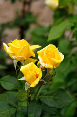Yellow rose in selective focusの写真素材
