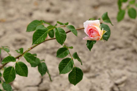 Rosebush, flower gardenの写真素材