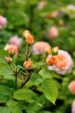 Rosebush, flower gardenの写真素材