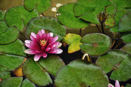 Pink water liliesの写真素材