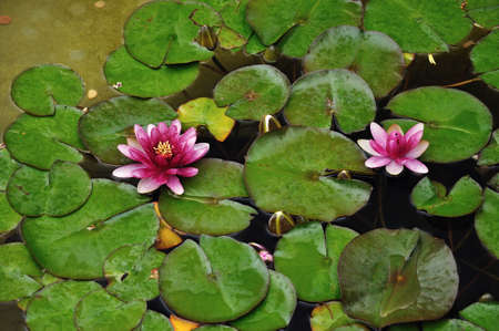 Pink water liliesの写真素材