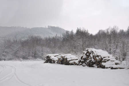 Piles of firewood. の写真素材