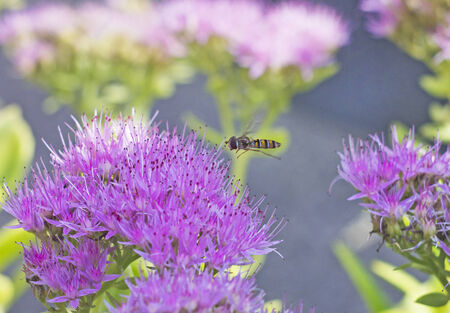 gadfly flying over pink flowerの写真素材