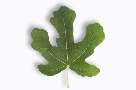 Fig leaf on white backgroundの写真素材