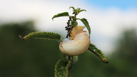 Snail with green leaves on the branch close upの写真素材