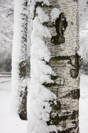 Close up of the tree with snow in winter parkの写真素材
