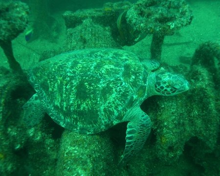 A green sea turtle relaxing on a sunken ship in the Gulf of California.の写真素材