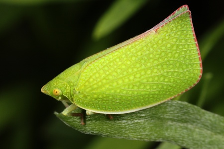 A closeup of a beautiful green leaf hopper on a leafの写真素材