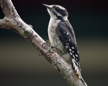 A female hairy woodpecker on a branchの写真素材