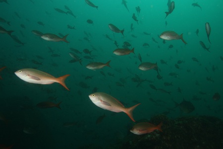 A school of fish in green water