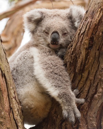 A female koala resting in a tree の写真素材