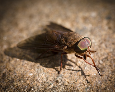 Fly cleaning its legs while it sits on a rock.の写真素材